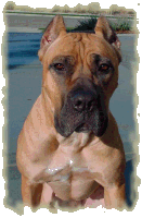 Enzo 5 1/2 months