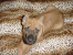Giulietta 65 days