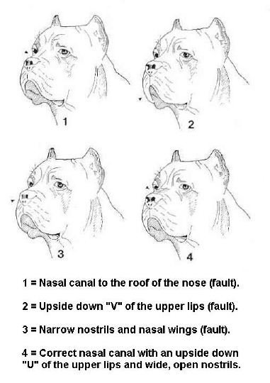 10 nasal canal.png