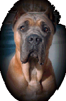 Gr. Int. Ch. Romeo del Morgan, CGC, TDI