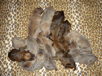 The Baker's Dozen Babies